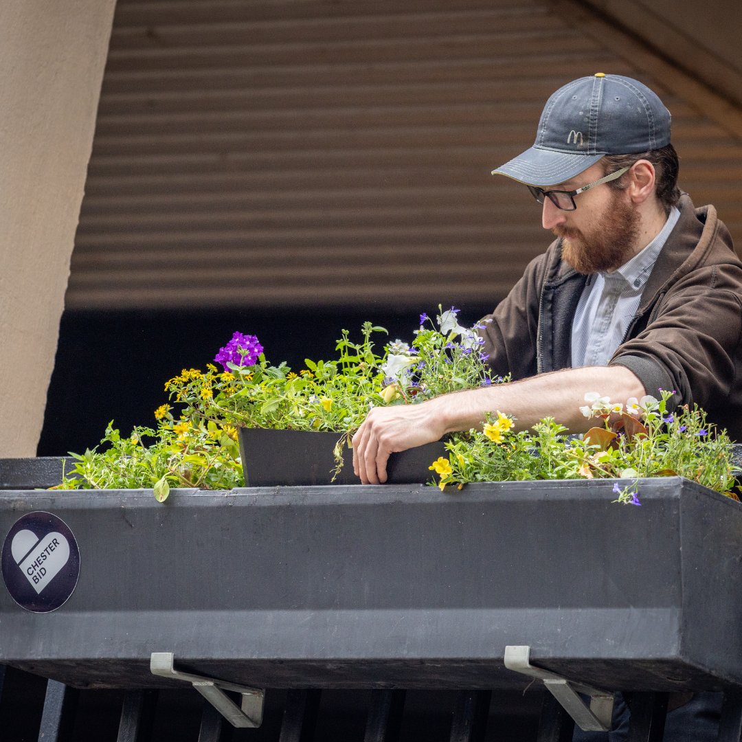 ChesterBID's tweet image. Over a month on from planting, #Chester City Centre is now bursting with colour — and the #flowers are looking more beautiful than ever! Take a moment to soak in the vibrant floral displays from Bridge to Northgate, Watergate to Foregate. 🌺🌼
#Summer #ChesterInBloom
