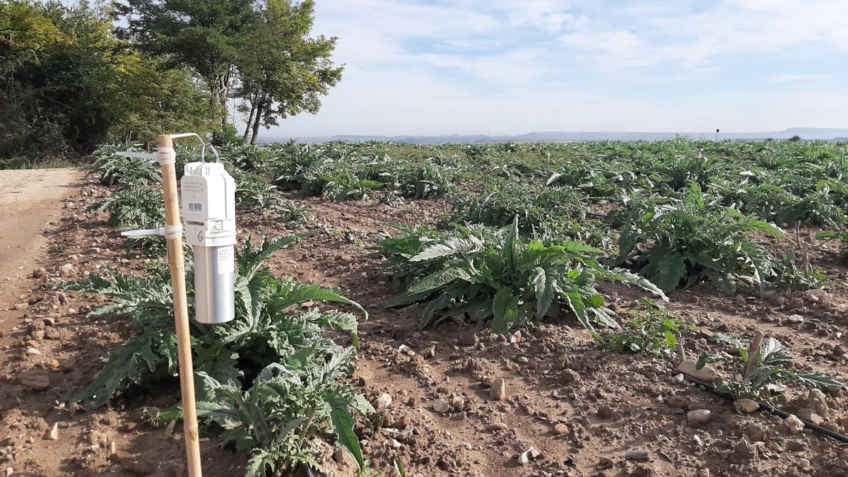 INTIA (@intiasa) on Twitter photo 📢👉🥬 #INTIA mejorará la sanidad del cultivo de <a href="/TudelAlcachofa/">Alcachofa de Tudela</a> con el proyecto PDR TERCOSAL
intiasa.es/web/es/noticia… 📢👉🥬 #INTIA mejorará la sanidad del cultivo de <a href="/TudelAlcachofa/">Alcachofa de Tudela</a> con el proyecto PDR TERCOSAL
intiasa.es/web/es/noticia…