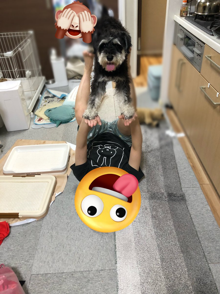 HALO_1031_'s tweet photo. 酔っ払った家人に雑技団訓練させられている犬 https://t.co/hgqUUNSKfr
