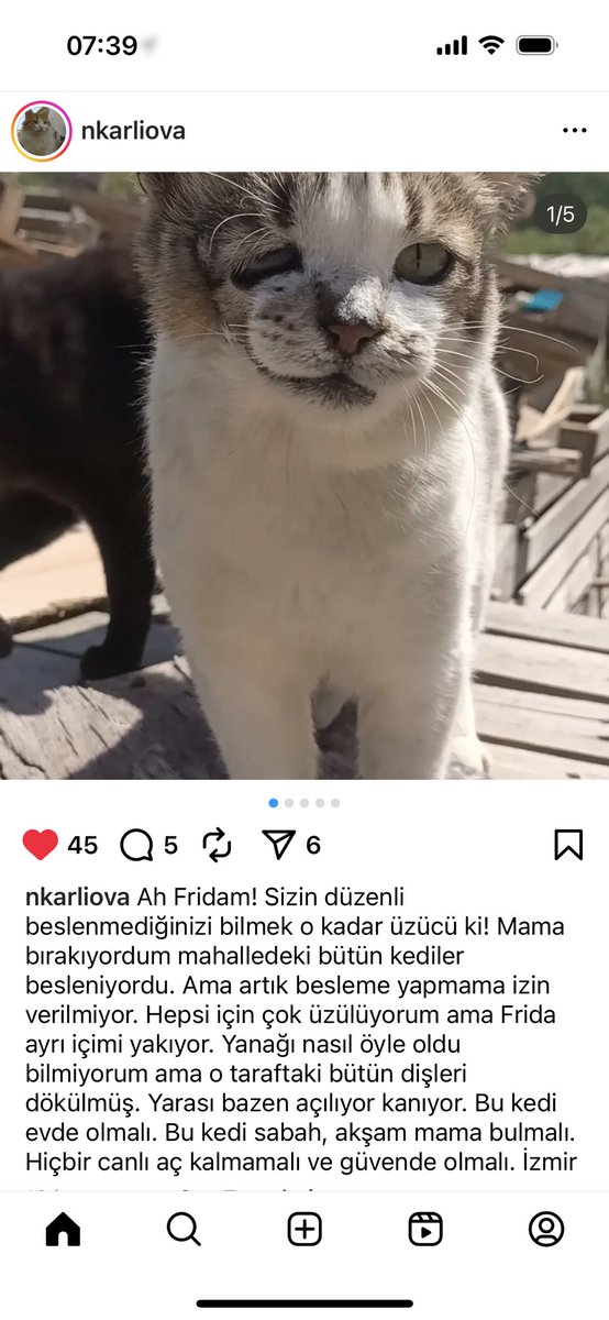 Acil engelli canlara öncelikkkk!!!
‼️‼️🆘🆘🆘🚨🚨🚨
Yarası ara ara açılıp kanıyormuş ve sokakta olduğu için düzelmiyormuş haydi elden ele yayalım da yuva bulalım

İzmirrrr bu çocuğa yuva bulur muyuz hem engelli hem de mama bile konulmasına izin verilmiyor instagram.com/nkarliova?igsh…