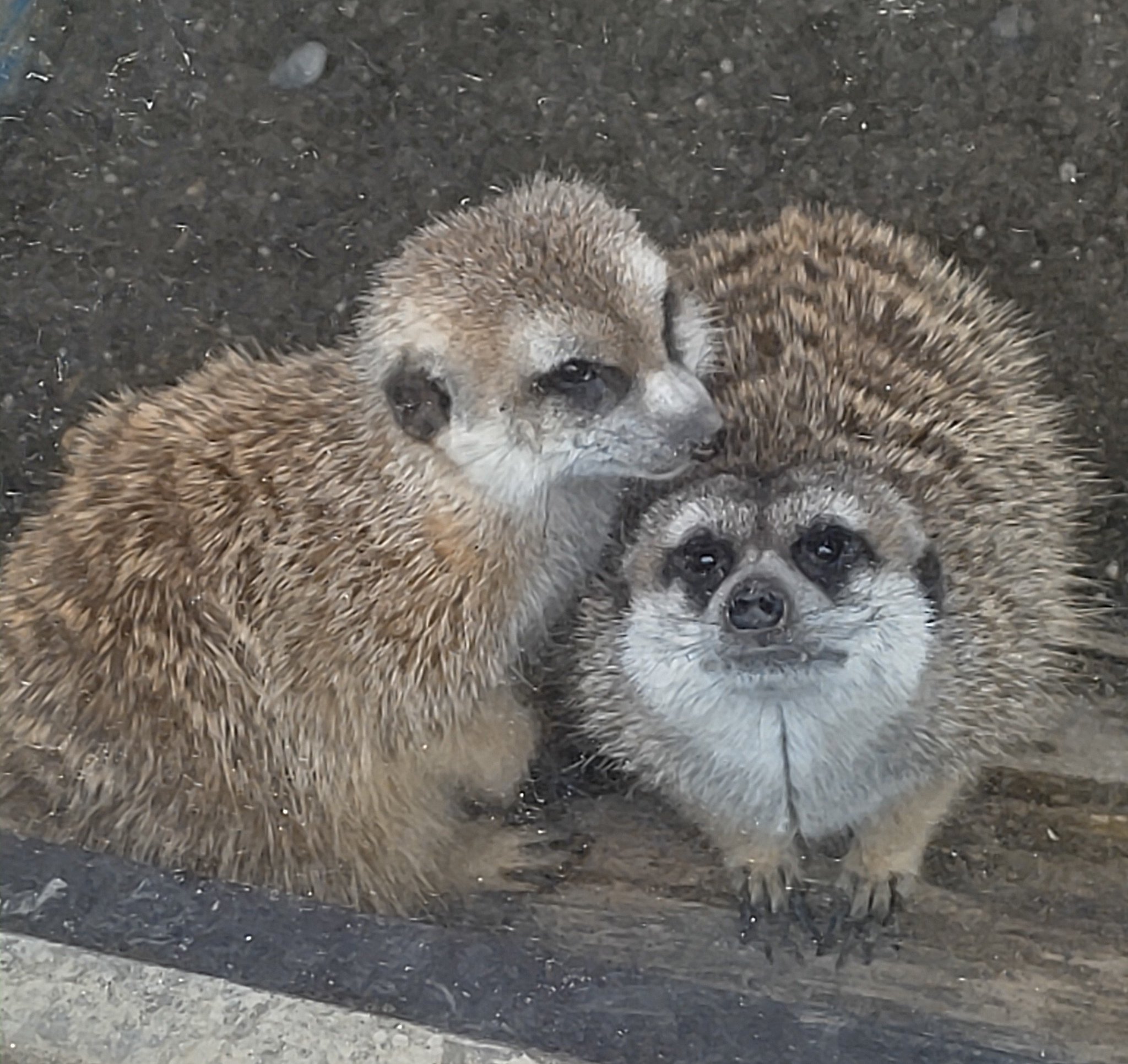 ミーアキャット ミーアキャットのちび | 動物飼育技術学院のブログ