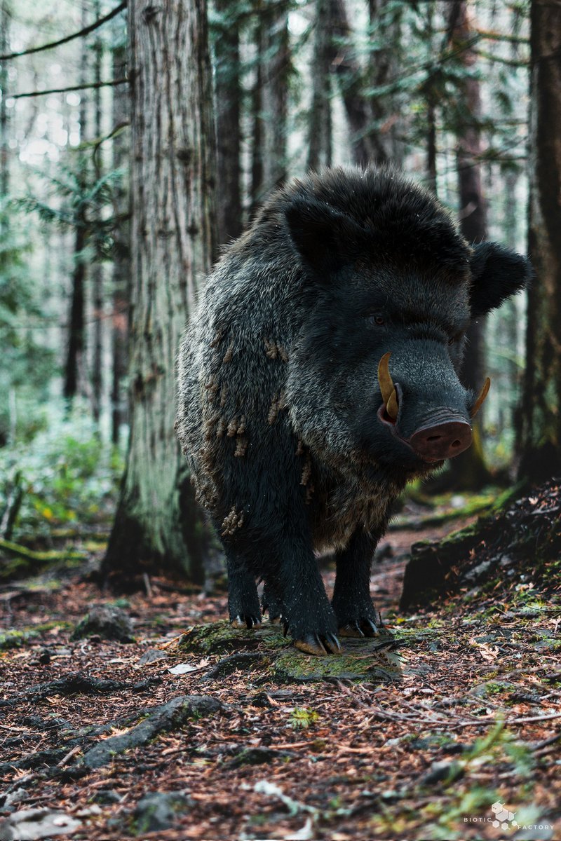 YuriyDulich's tweet photo. I'm pleased to announce the arrival of a new addition to the future #digital zoo of Biotic Factory : the #wild boar. It will soon be accessible for use within the #VFX and games industries. #groom #CG_Groom #CG_animal #animal #CG_Asset #wild_boar #digitalsculpting https://t.co/xBageWWepL