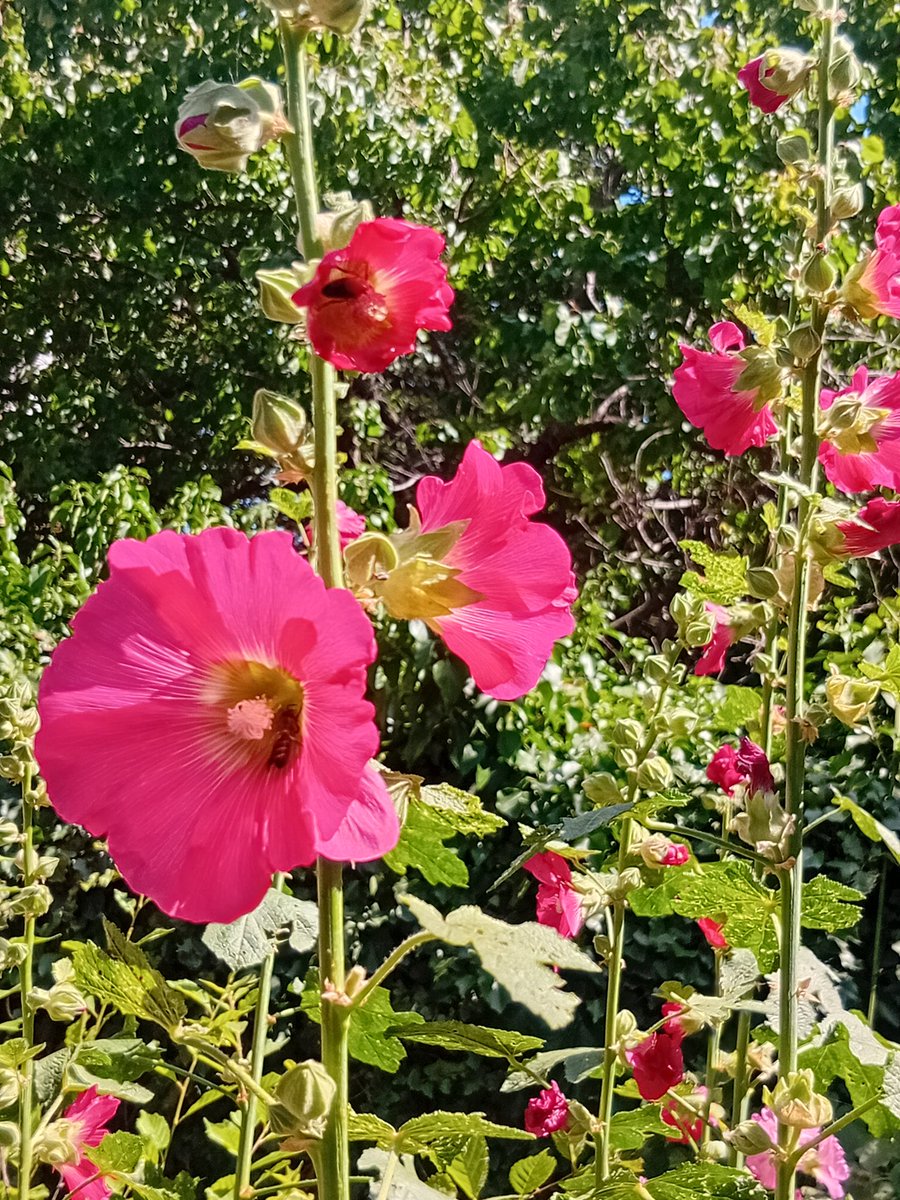 Катерина Галич tweet media