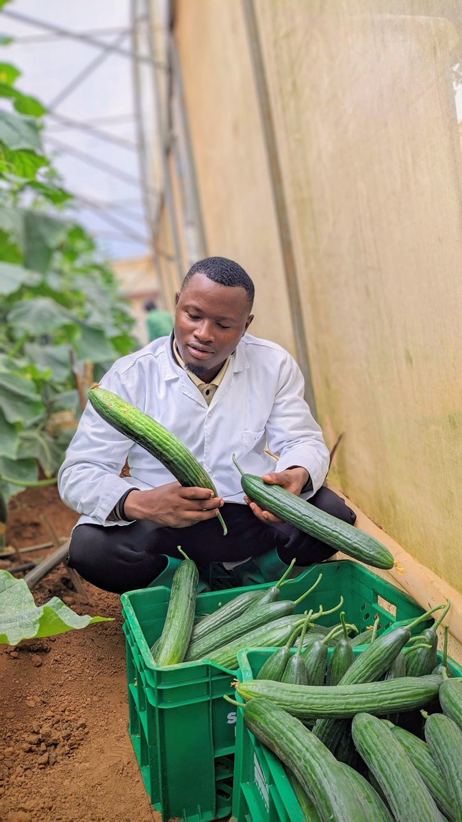 niyo_charles's tweet image. Have you tried this amazing variety of cucumber 🥒?

English cucumbers, also known as hothouse or burpless cucumbers, are a popular variety characterized by their long, slender shape, smooth, thin skin, and mild, slightly sweet flavor!

#Cucumber 
#EnglishCucumber