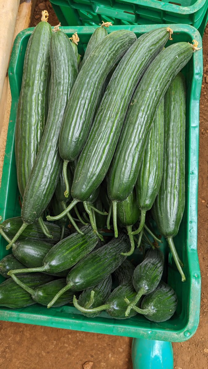 niyo_charles's tweet image. Have you tried this amazing variety of cucumber 🥒?

English cucumbers, also known as hothouse or burpless cucumbers, are a popular variety characterized by their long, slender shape, smooth, thin skin, and mild, slightly sweet flavor!

#Cucumber 
#EnglishCucumber
