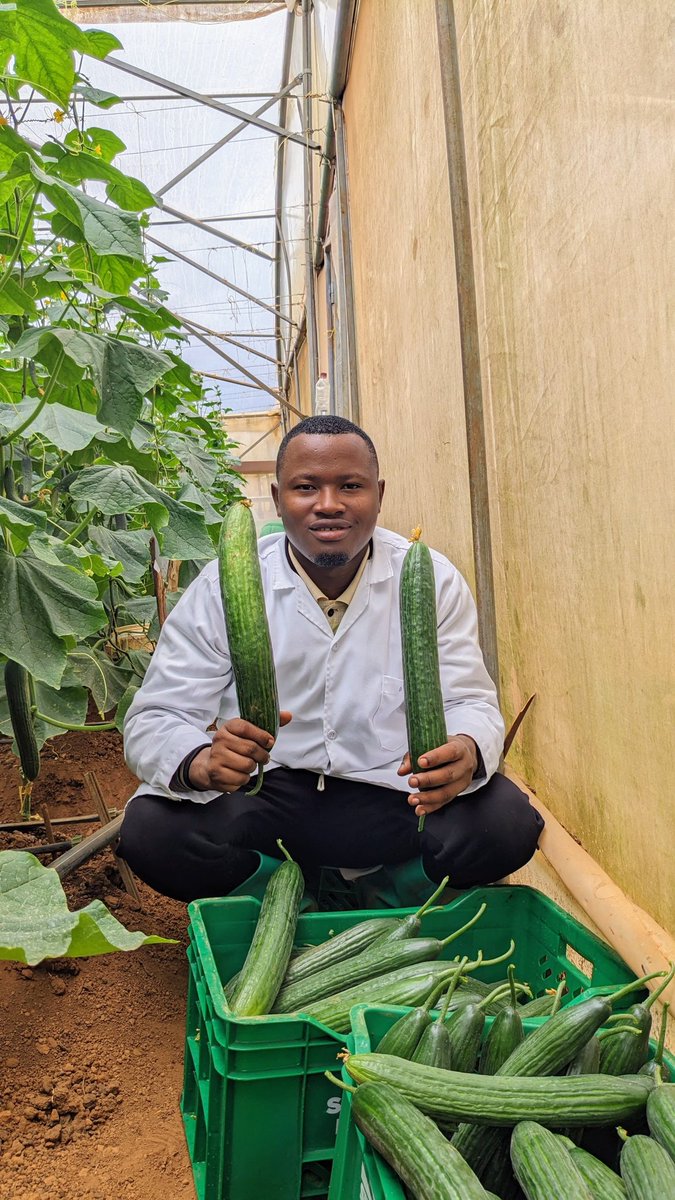 niyo_charles's tweet image. Have you tried this amazing variety of cucumber 🥒?

English cucumbers, also known as hothouse or burpless cucumbers, are a popular variety characterized by their long, slender shape, smooth, thin skin, and mild, slightly sweet flavor!

#Cucumber 
#EnglishCucumber