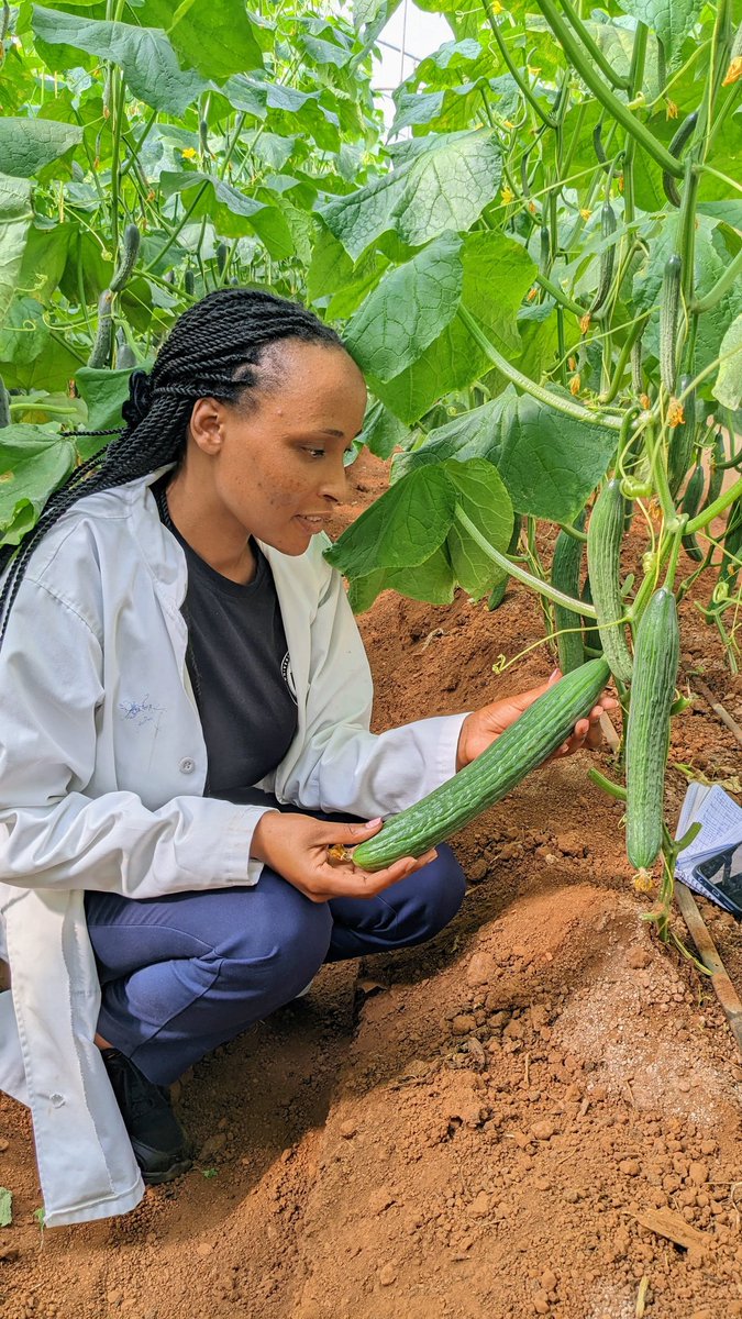 niyo_charles's tweet image. Have you tried this amazing variety of cucumber 🥒?

English cucumbers, also known as hothouse or burpless cucumbers, are a popular variety characterized by their long, slender shape, smooth, thin skin, and mild, slightly sweet flavor!

#Cucumber 
#EnglishCucumber