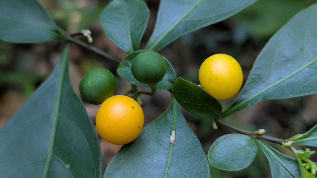 TaiwanStone's tweet image. 瑪瑙珠、黃果龍葵、玉珊瑚、岩海椒、秋珊瑚、冬珊瑚、珊瑚櫻、野海椒、珊瑚豆、紅珊瑚
‧原產地：南美洲的巴西，馬得拉島。世界各地馴化野生或栽培。