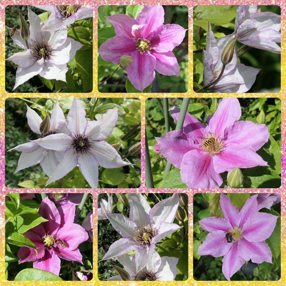 bumblebuddeez's tweet image. Happy #ClematisThursday with lovely ‘Vicki’ and ‘Samaritan Jo’ blooming now in our garden 🌸🐝💜🌿🌼🌿🩷🐝🌸