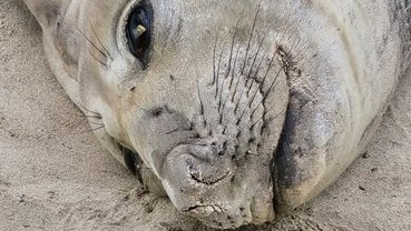 Marine expert checks in on Columbo #ColumboTheSeal dlvr.it/TLj0pV