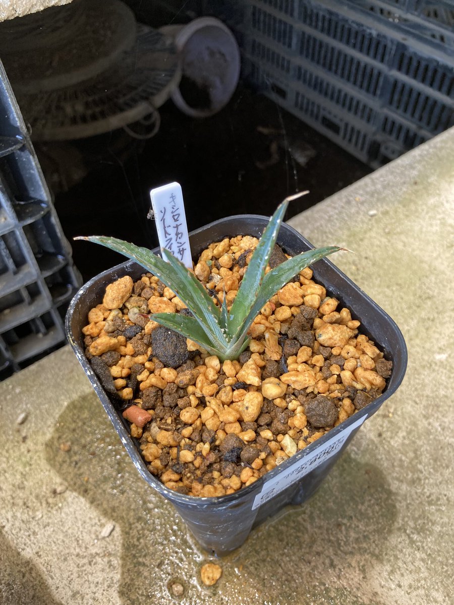 p*2様 森*丸様 アガベ まとめ売り p*2様 森*丸様 アガベ まとめ売り p