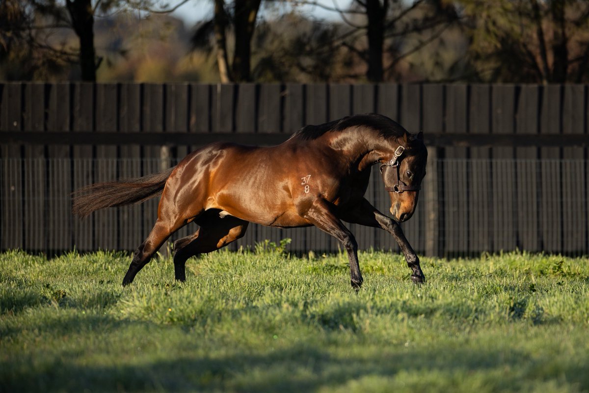 Lovatsville (@lovatsville) on Twitter photo Fast Dam. Fast Son.
Fontiton blitzed her way to Group success as a 2YO and ๐๐๐ง๐๐ซ๐๐ญ๐ข๐จ๐ง picked up where she left off as an undefeated at 2YO and a dual Gr. 3 winner 3YO.
The next ๐๐๐ง๐๐ซ๐๐ญ๐ข๐จ๐ง are arriving in August!
Learn more: lovatsville.com/stallions/geneโฆ Fast Dam. Fast Son.
Fontiton blitzed her way to Group success as a 2YO and ๐๐๐ง๐๐ซ๐๐ญ๐ข๐จ๐ง picked up where she left off as an undefeated at 2YO and a dual Gr. 3 winner 3YO.
The next ๐๐๐ง๐๐ซ๐๐ญ๐ข๐จ๐ง are arriving in August!
Learn more: lovatsville.com/stallions/geneโฆ