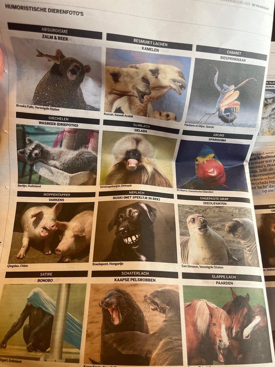 Goedemorgen! 🐵🦉🐷