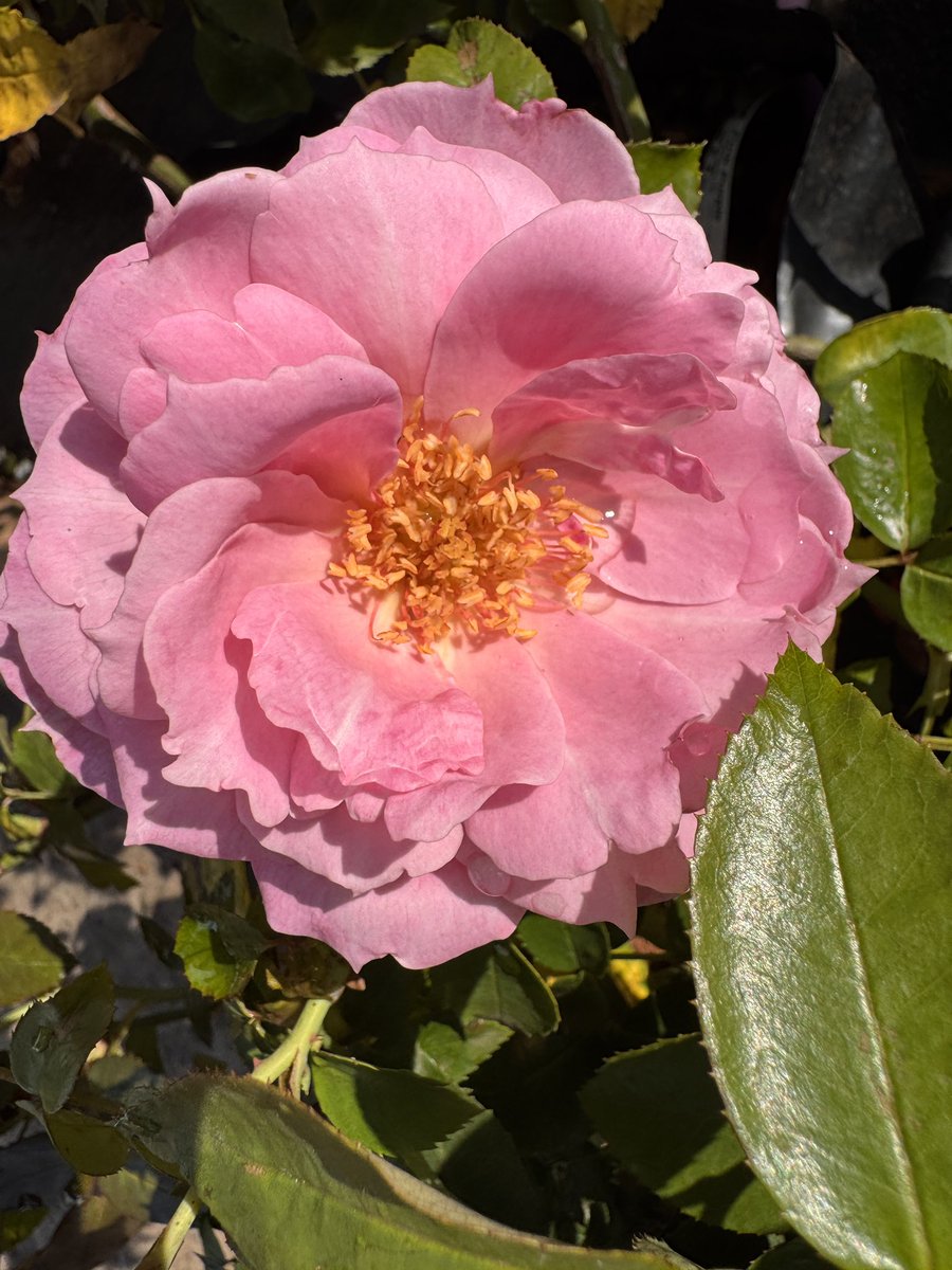 EckardsGarden's tweet image. It’s rose pruning time in our part of the world! 🌹
🌸 Use sharp secateurs
🌸 Seal big cuts with Steriseal
🌸 Spray with Kumulus for black spot
🌸 Ripcord for scale
🌸 Feed and mulch for success
A little care now = blooms all summer 🌸 #eckardsgarden #roses #pruningtips