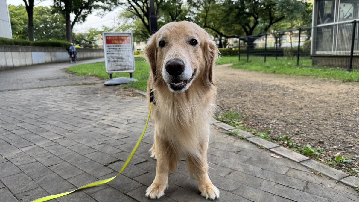今日も楽しく散歩だわん！