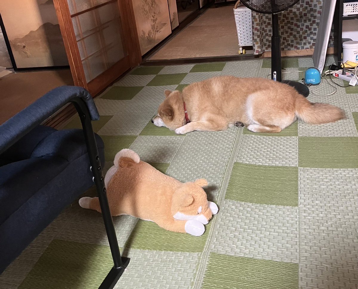 プレーリードッグの社員さんから、柴犬ここあちゃんとのオフショットいただきました🤗一緒にぐーすかぴーかわいいワン🐶みんなもomonuiと一緒に写真とってね🎵