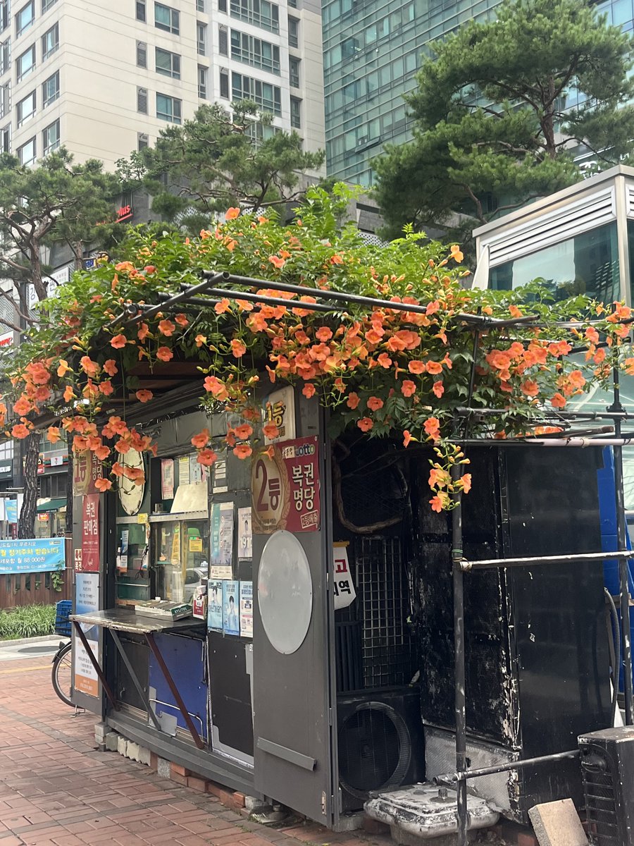 능소화를 지붕으로 하는