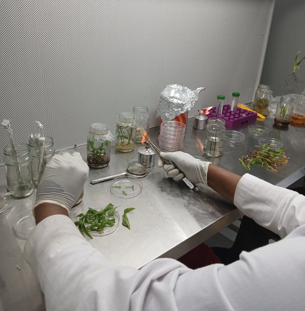 Genome editing (CRISPR-Cas9) offers a precise way to modify plant genomes. It allows for targeted changes to DNA sequences, enabling breeders to introduce beneficial traits like disease resistance, stress tolerance, enhanced nutritional value, and increased yield.