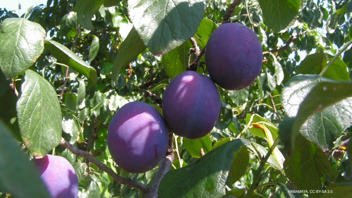 🍎Neue bakterielle Naturstoffe entdeckt

Bei der Erbgut-Analyse des Pflanzenpathogens Pseudomonas syringae haben Jenaer Forschende neue Naturstoff-Familien identifiziert.

👉 Mehr zum Thema gibt es hier: biooekonomie.de/nachrichten/ne…

#Bioökonomie #DNA #Naturstoffe