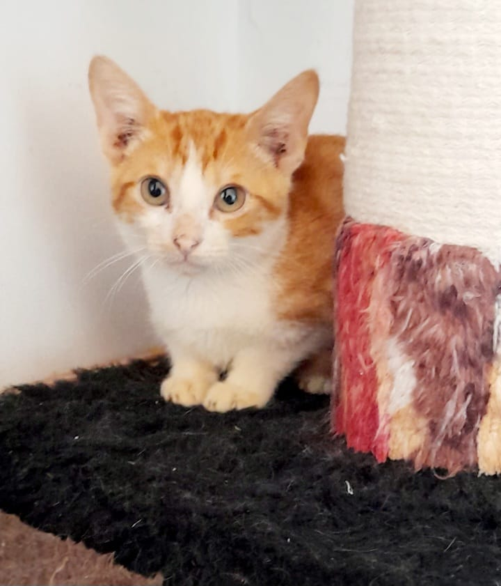 DeGatitos_'s tweet photo. CEPITA Beláustegui. Es junto a Pindapoy, los dos rescatados mas grandecitos. Dos meses pasaditos, bien cumplidos. Este colo como todos los de su "especie" es increíble. Vive pidiendo upa, y ronronea con solo mirarlo. El se cree grande, y cuida a los 3 negritos, les lava las ⬇️ https://t.co/uBHxG9CvBH
