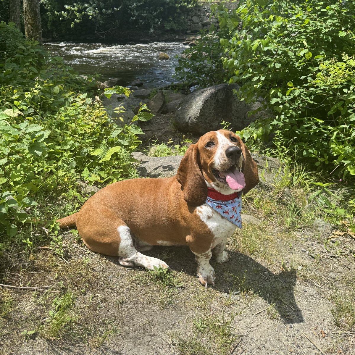 ASTIBoston's tweet image. We’re working on our “Sit” and “Stay” for the fireworks!
We will be closed on Friday, 7/4 and we will reopen for our regularly scheduled business on Monday, 7/7 - We’ll “Heel” until you come back!

#independenceday #happy4thofjuly #2025 #closing #hours