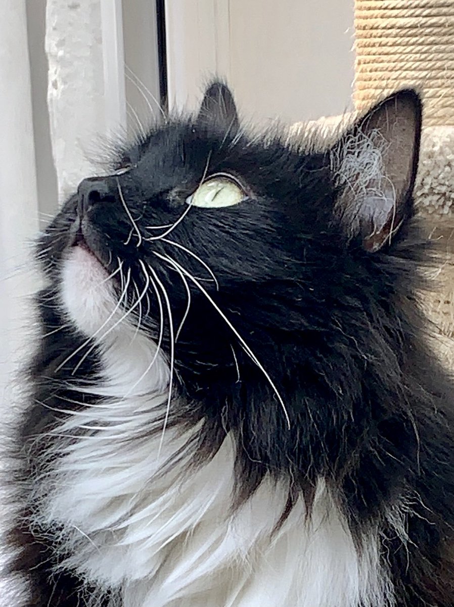 PickleAndNancy's tweet image. #throwbackthursday - looking up at all the birds! Have a wonderful day furiends, love Nancy #PickleAndNancy 💕🐈‍⬛😻