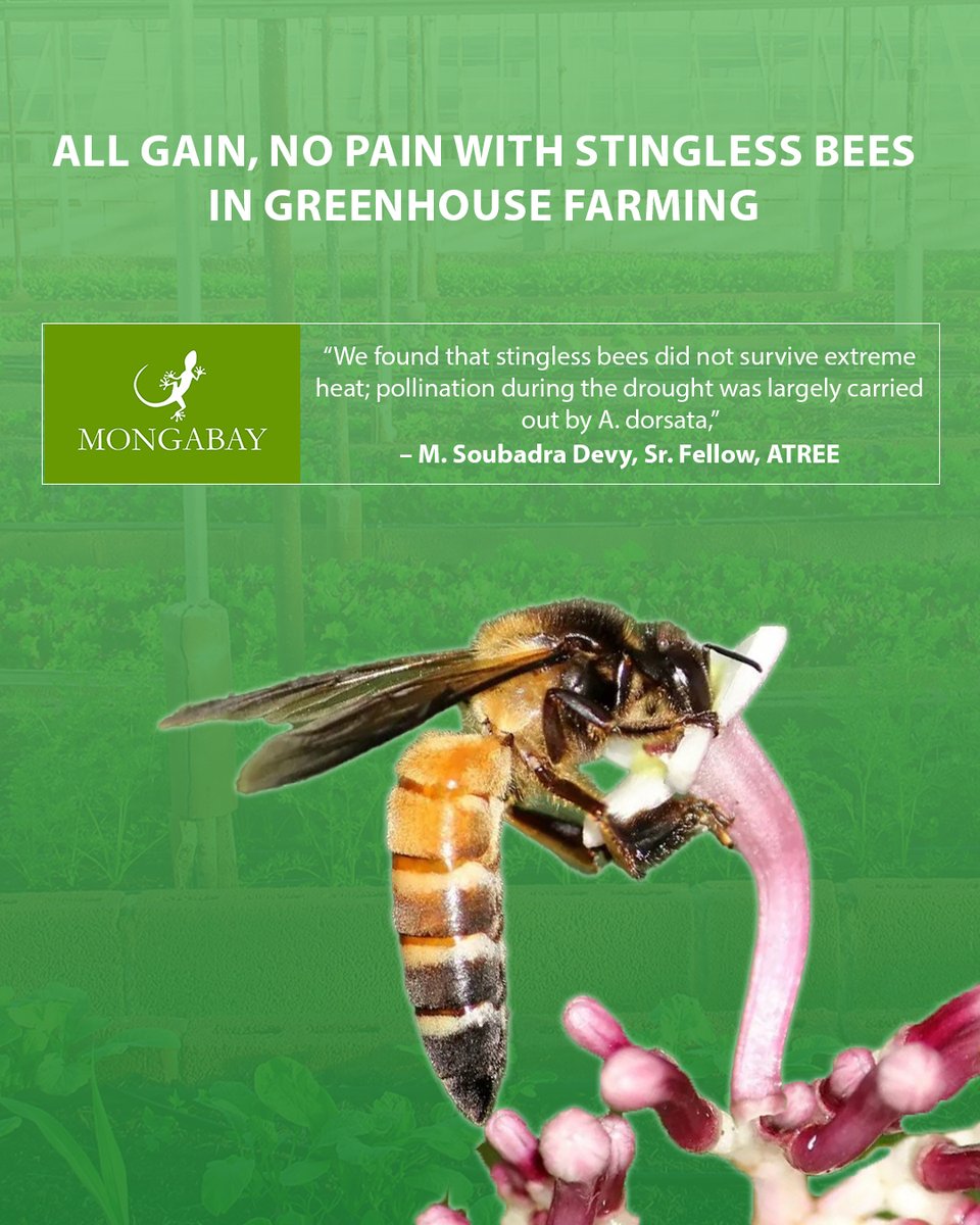 Stingless bees have been found to improve agricultural yield in greenhouse conditions by effectively pollinating various crops, which contributes to food security in India. This gains significance with the country facing a sharp decline in invertebrate pollinators.

However, for