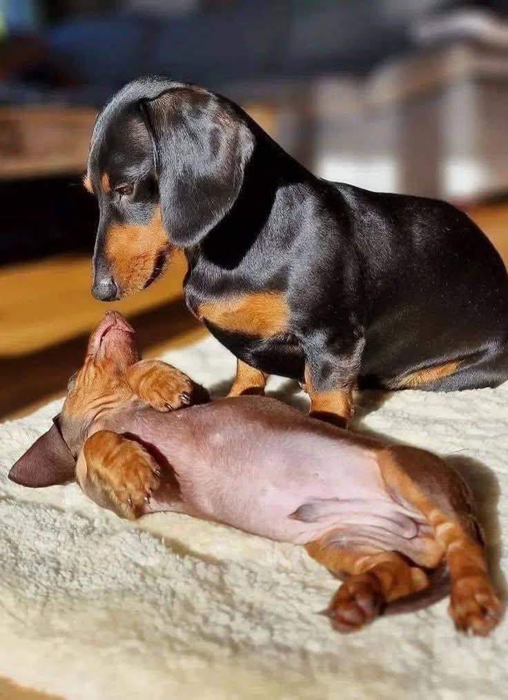 Dachshund tweet media