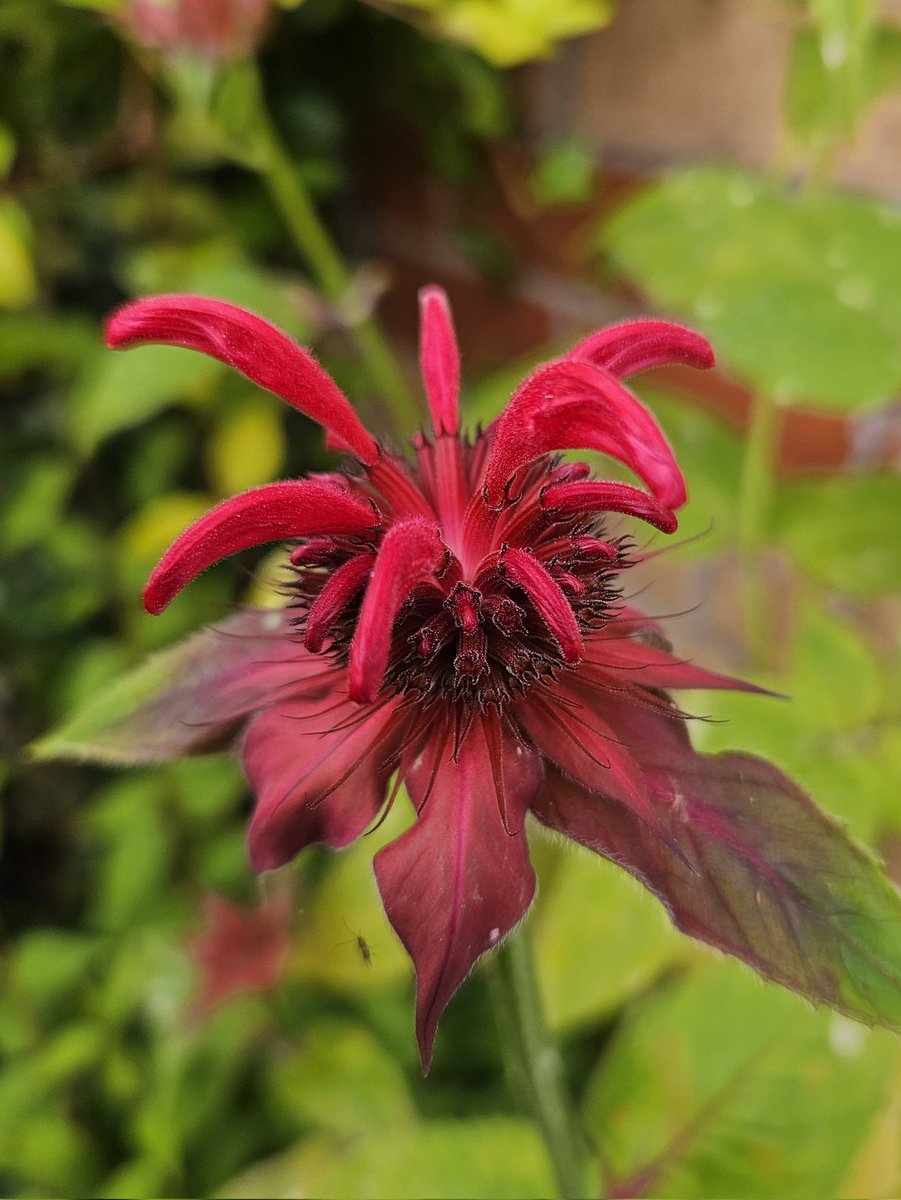 Have a lovely Thursday everyone #bergamot