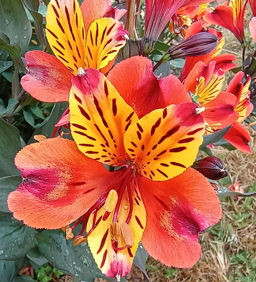 It's Thursday! Alstromerias never fail to deliver 🧡❤️💛...Have a great day if you can folks 🇺🇦💙💛🙏