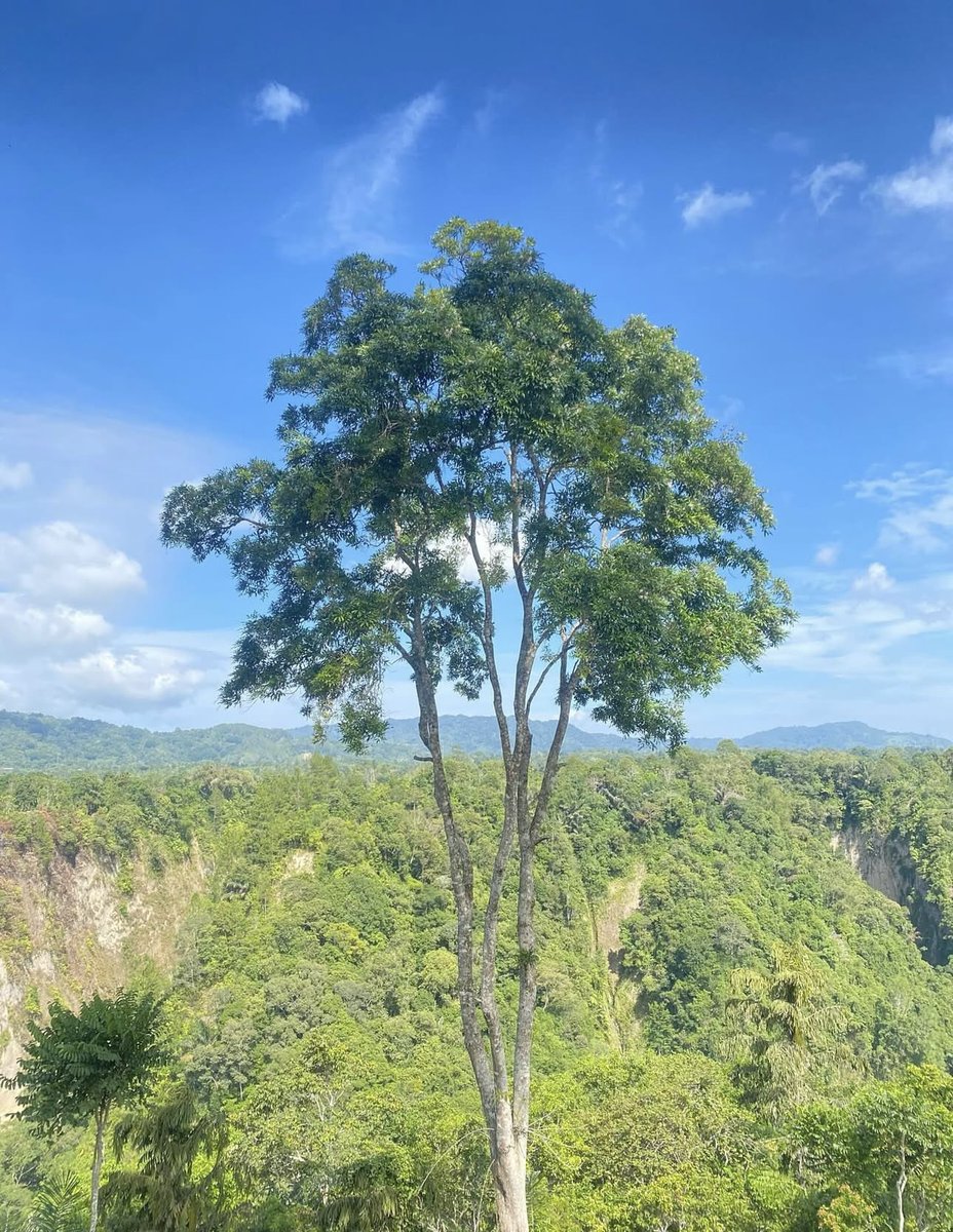 The value of a single tree… 🌳 
QP or share yours.