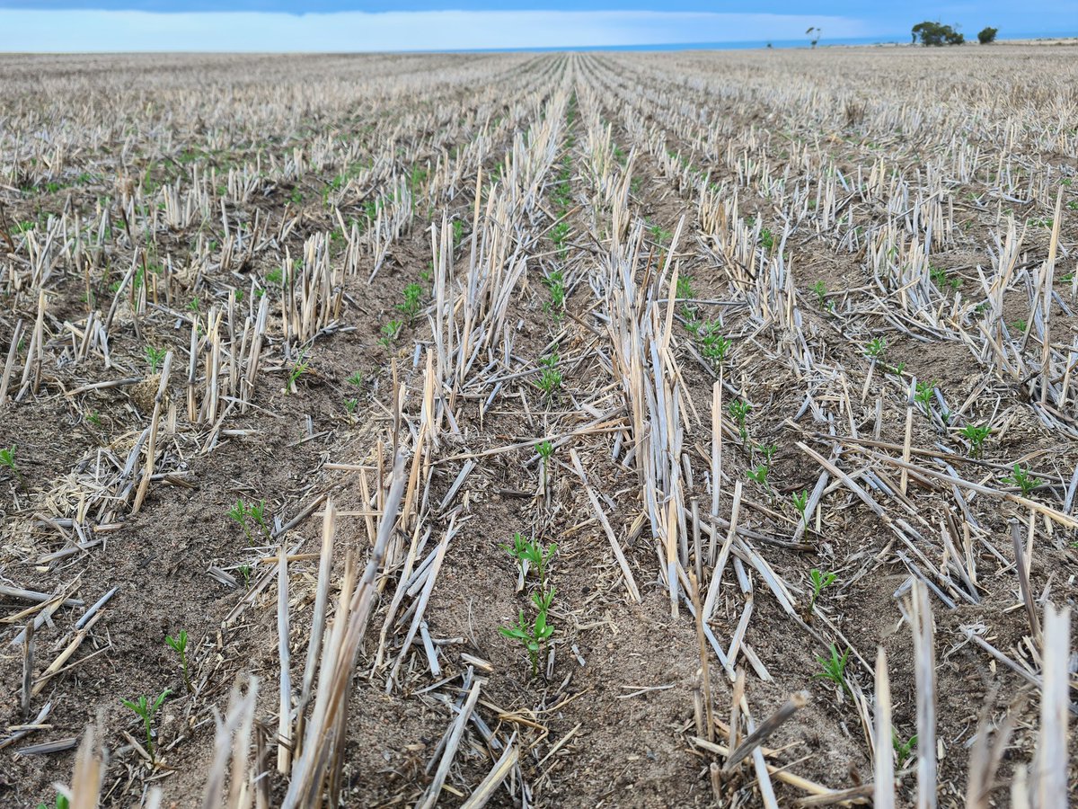 Evan Kakoschke tweet media