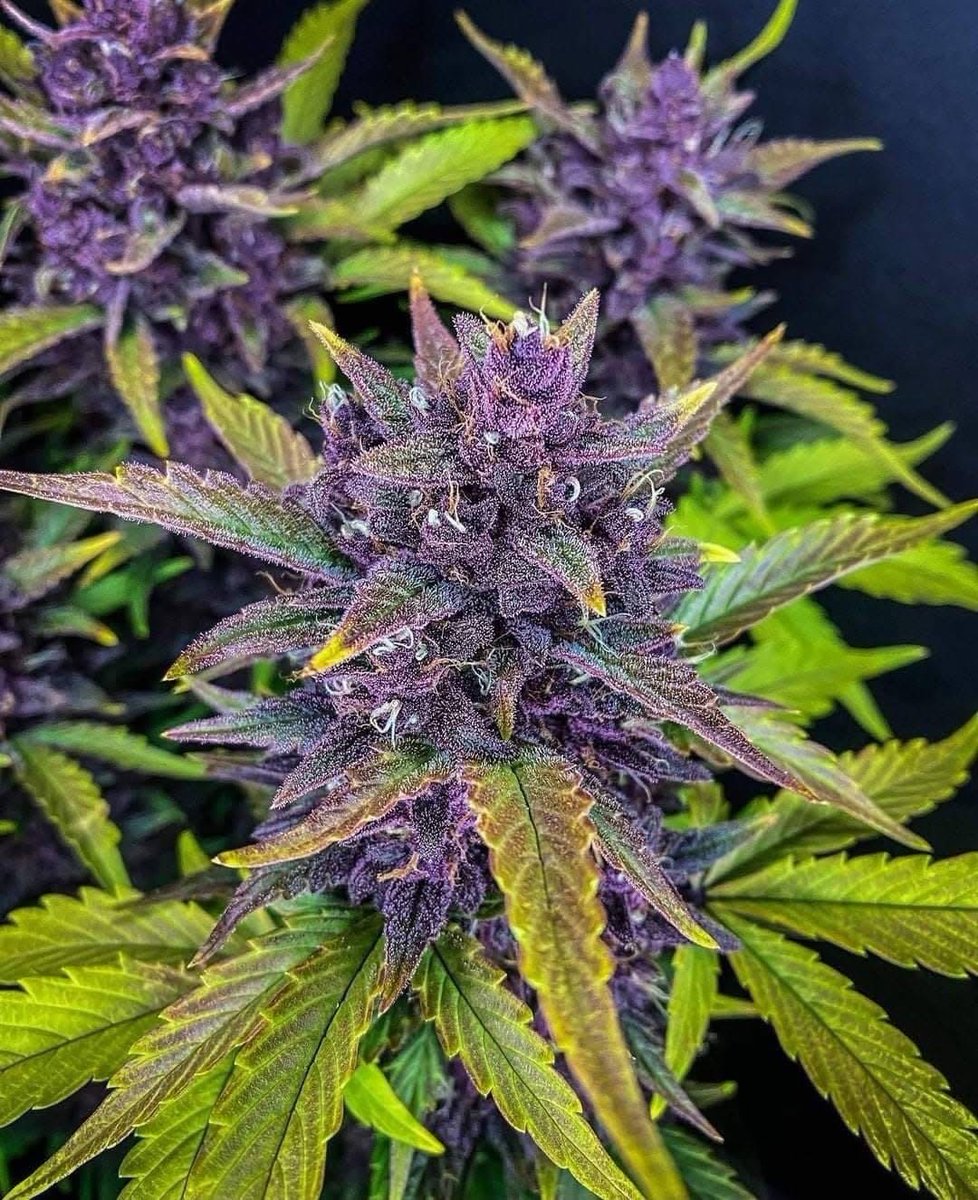 _StonersRUs_'s tweet photo. Blackberry Kush 🌿🍇 https://t.co/EDm47oGssQ