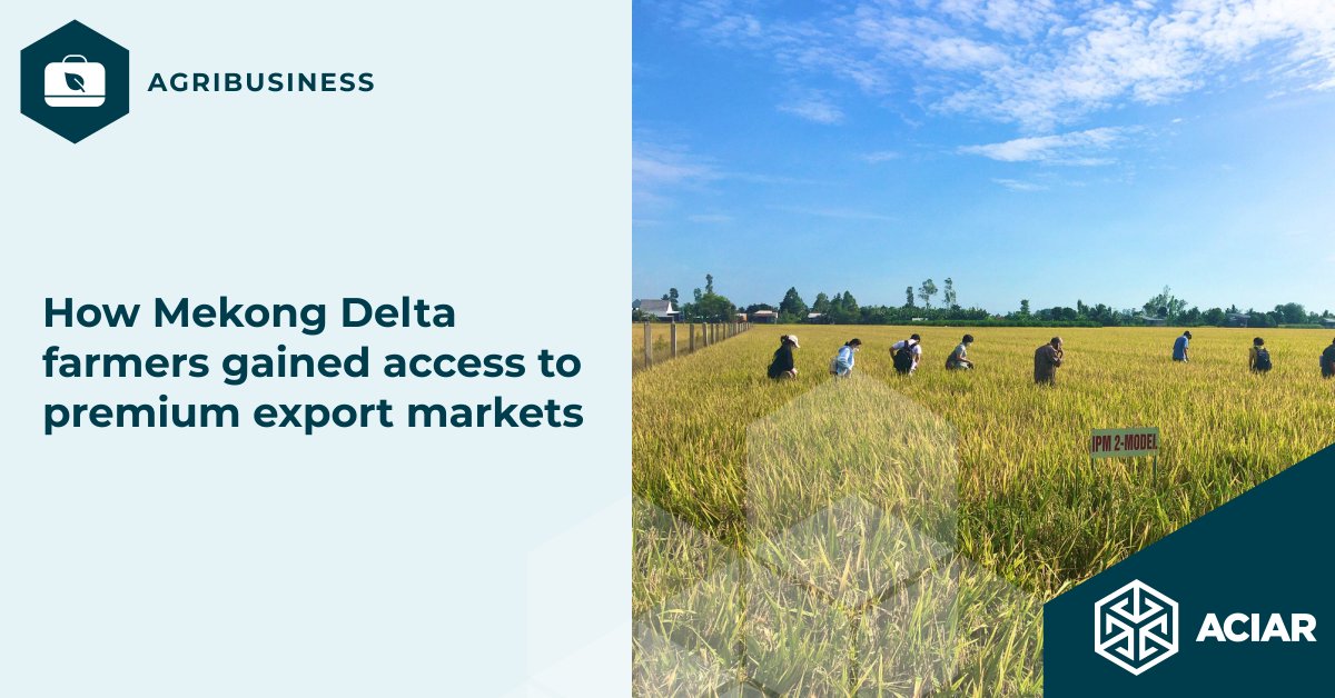 🌾 Farmers in the Mekong Delta, #Vietnam, are creating pathways to premium markets through the Mekong Sustainable Rice initiative, supported by #ACIAR &amp; the #SunRice Group.

Learn more: ow.ly/H3zu50Wk8I5 

 #SDG17