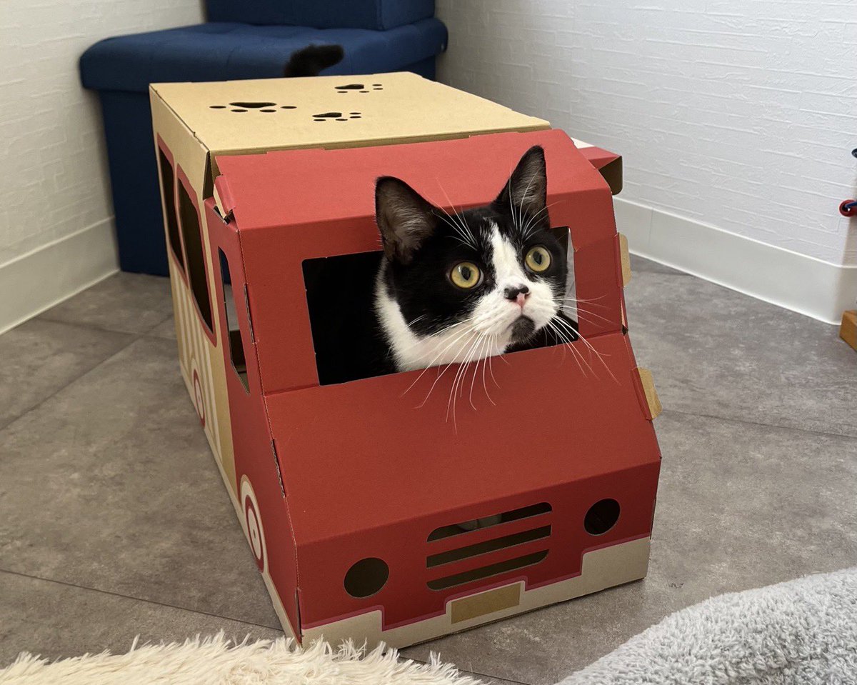 飼い猫可愛すぎる😼