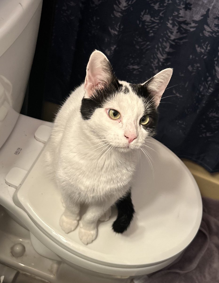 Manly 😼 tweet media