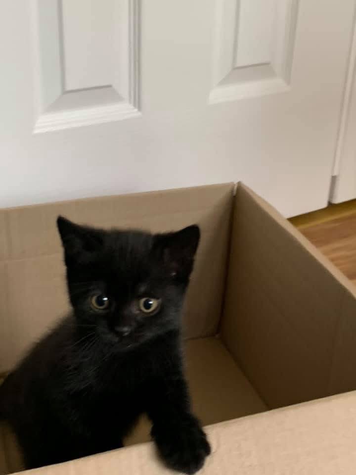 🐈‍⬛:  my first box 😹😹.  It’s #ThrowbackThursday.  🐈: Look at the amazement and wonder in his tiny face 😹😹.  We both love boxes.  Almost as much as <a href="/QueenieBelfast/">Queenie Rose</a> 🖤🧡. Have a pawsome day furriends with your boxes #CatsOfTwitter