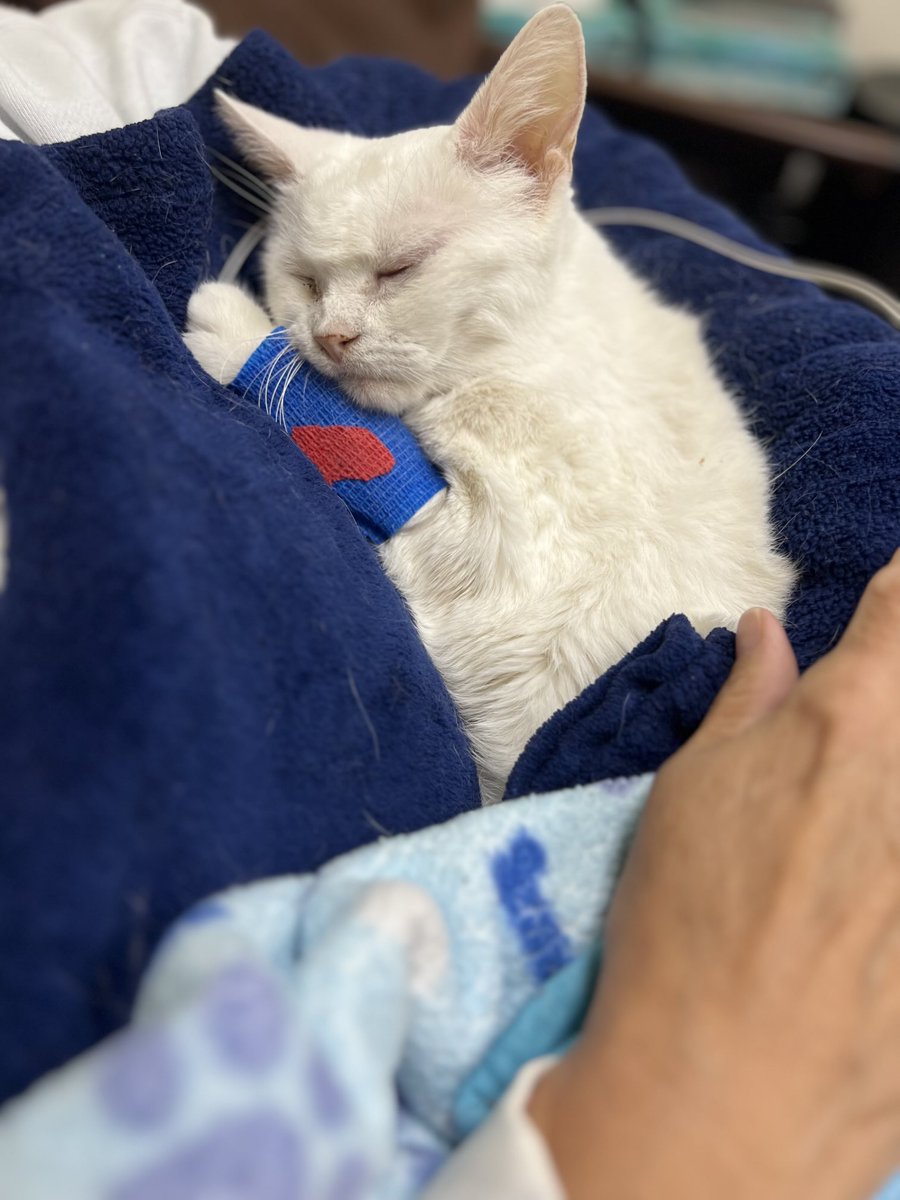 Kathery35841036's tweet image. I’m sad today I had to put my Best Friend down ! now she’s in Heaven with my family 🥺😢😭!
