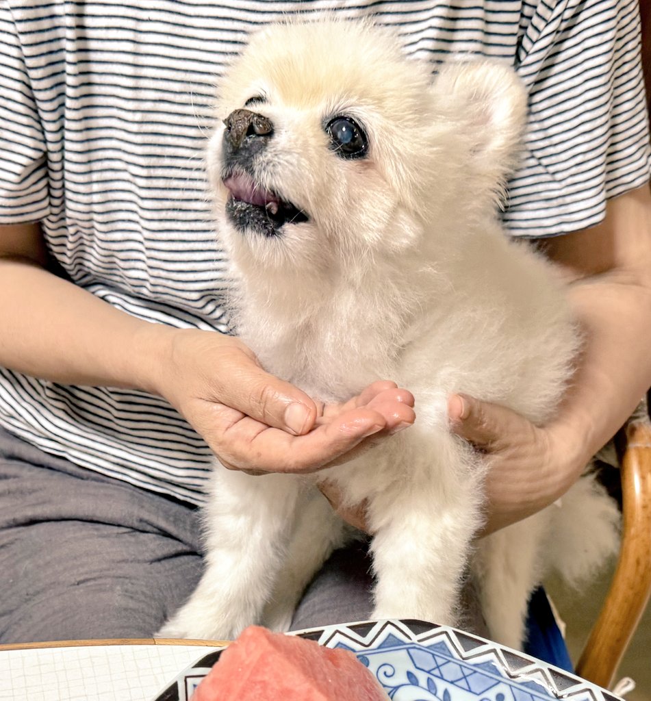 はな🐶
食欲不振と吐き気で病院へ🐾
肝臓と膵臓の数値が大きく悪化、その為に↑の症状が出たらしい😢点滴と吐き気止めの注射で持ち直しササミやスイカを食べられるように🥰
一方脾臓の腫瘍は半年前と同じ大きさに縮小していた✨️
一難去ってまた一難😅

#ポメラニアン
#秘密結社老犬倶楽部