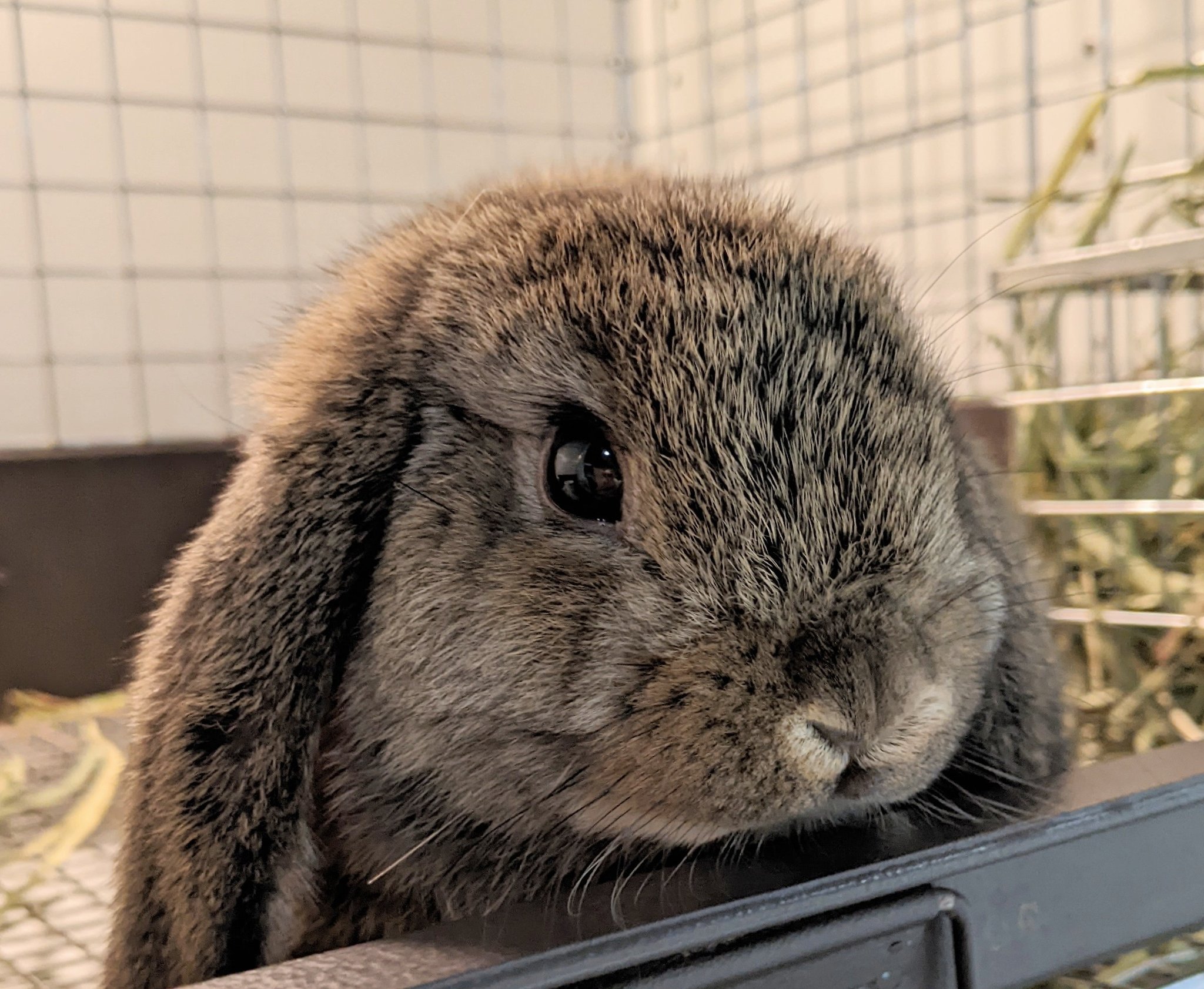 大型うさぎ専門店 RABBIT PUMPKIN on X: 
