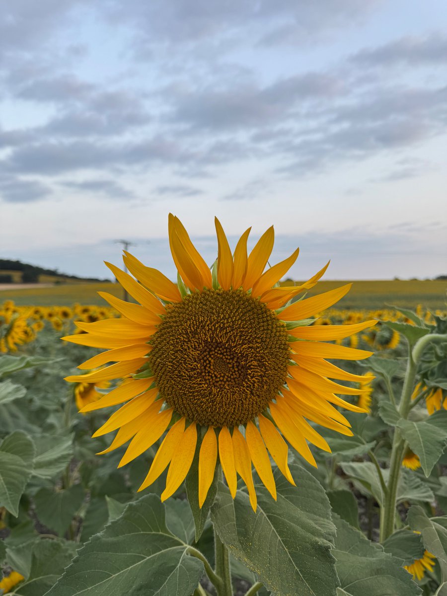 rgvaughan's tweet image. All the golden sunflowers, all the goodness, all of the feels at the France Retreat with Nancy Stohlman. A thousand thank-yous!!!