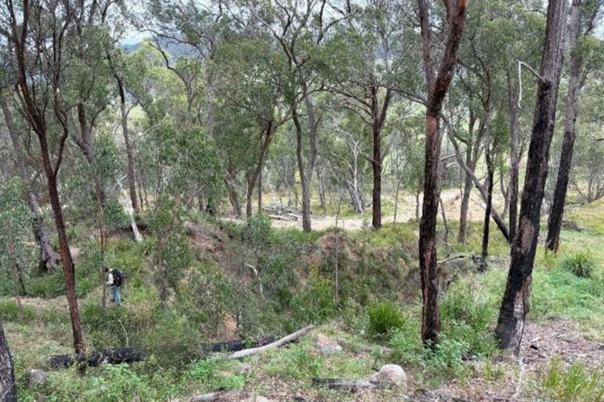 153.5g/t rock chip helps Thunderbird zero in on NSW gold targets: #BullsNBearsWA #sponsored #announcement dlvr.it/TLj2Vn