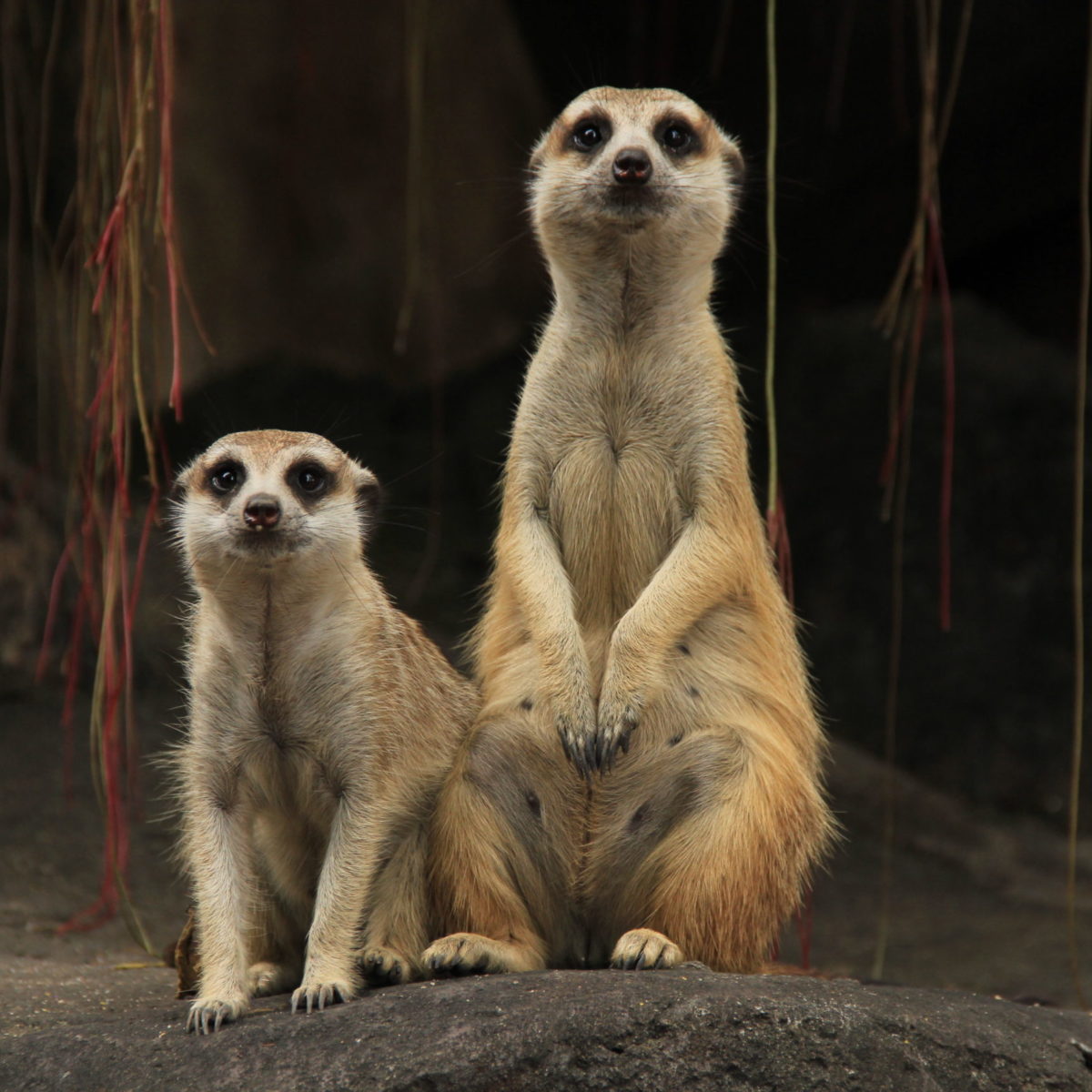 fred_sambi's tweet image. July 3rd, is the World Meerkat Day.
Arguably the world's most famous animal currently