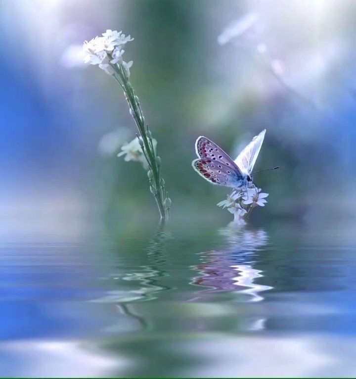 Love is cure. 
Love is power. 
Love is the magic of changes. 
Love is the mirror of divine beauty. 

Rumi