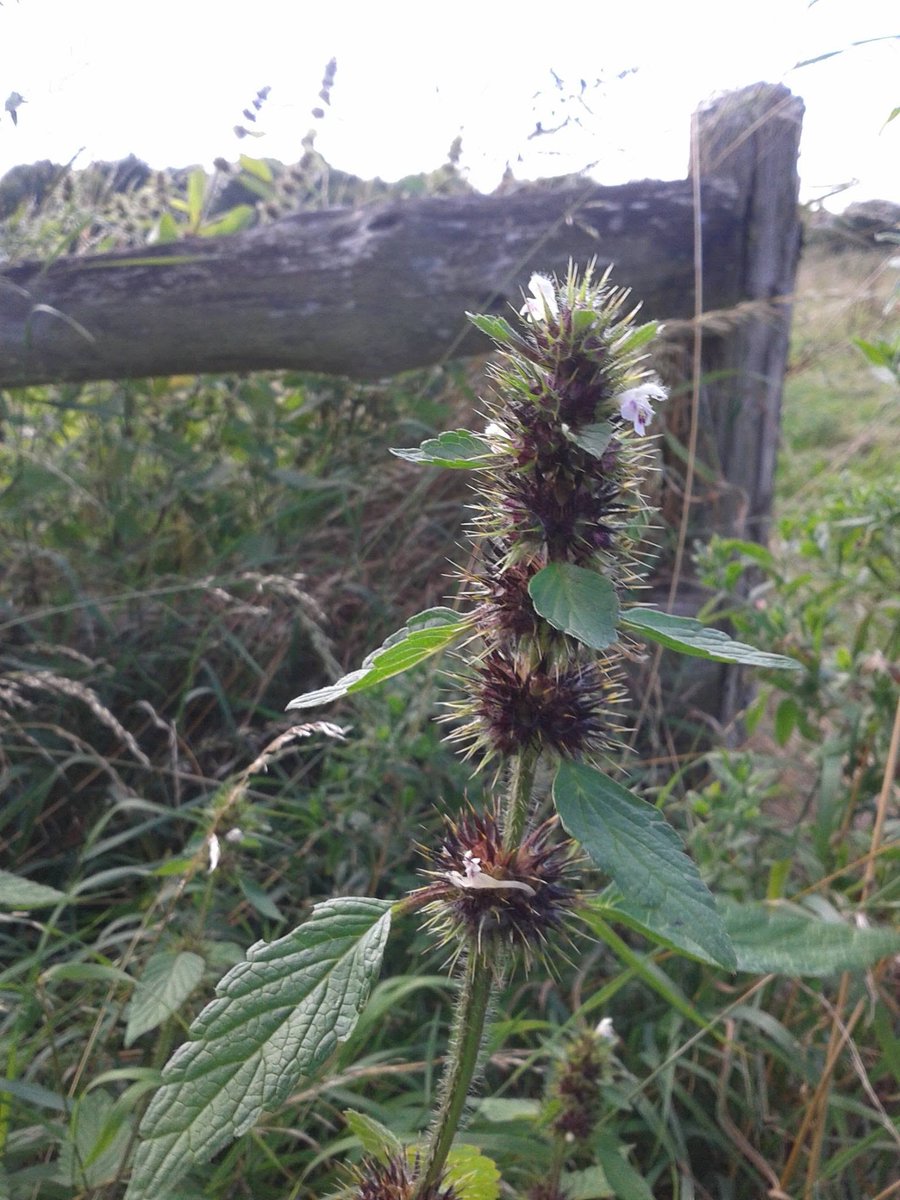 Who or What am I? Answer: Hemp nettle. To me this plant looks a bit exotic. Its Latin name, Galeopsis, means weasel which is what they thought the petals of the flower resembled – the snout of the weasel maybe?