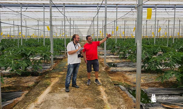 🔝🔝🔝#Anecoop lidera el cultivo de la papaya en Almería a través de Hortamar

📝agroautentico.com/2025/07/anecoo…

📌Todo lo que necesitas saber para cultivar #papaya con éxito en #invernadero. Emilio López ha pasado de 4.500 metros a 4 hectáreas de papaya en Tierras de #Almería