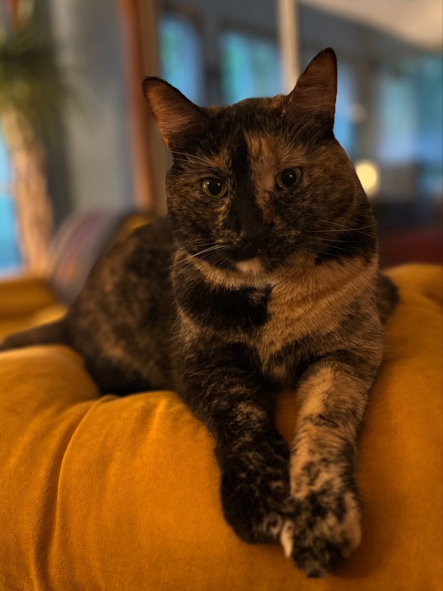 JortsTheCat's tweet image. She’s ready.
She’s ready for y’all