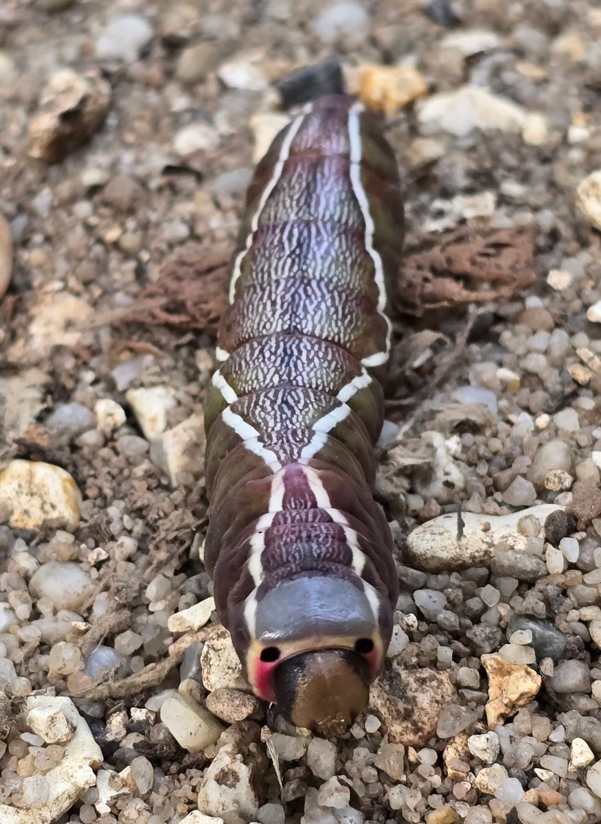 Met this fancy little character today. 🐛😍

Meet the puss moth caterpillar. Check out those fake eyes - very cool! 👀

Have you seen one before? ~ Nicki Tutton