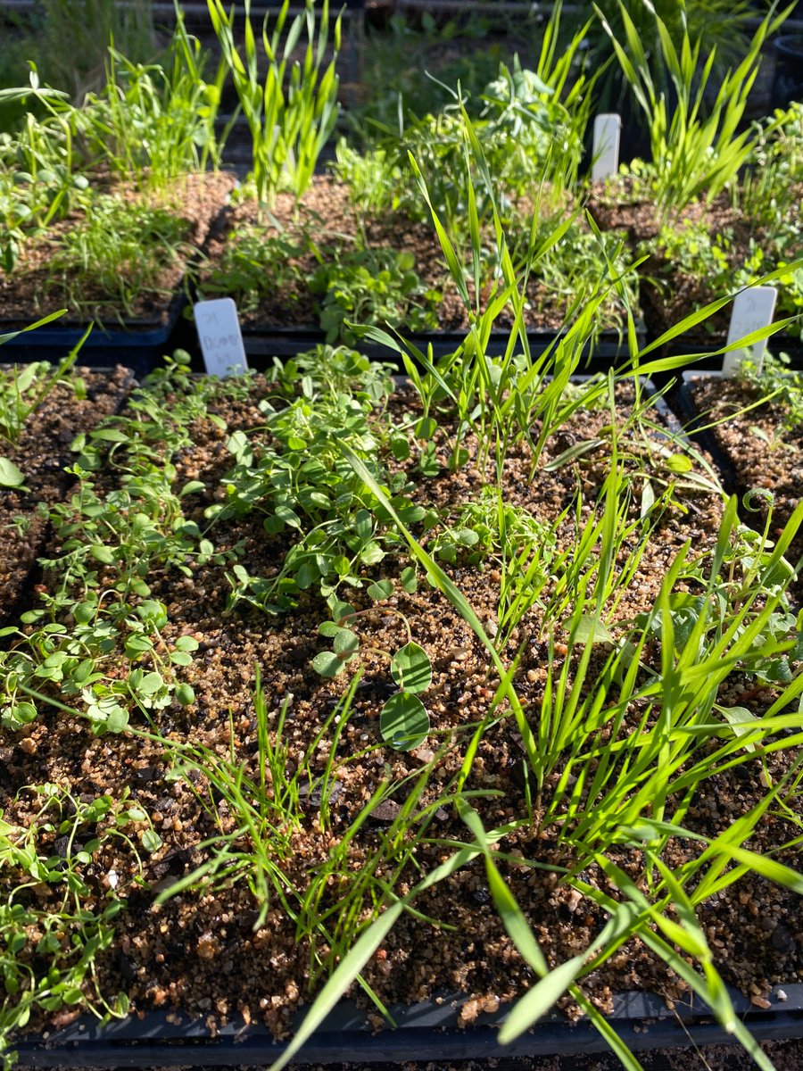 2,4-DB vs same rate of ai (1000gai/ha) of 2,4D amine (dropzone), Dicamba, Dicamba M.  Just 1DAT.  24DB would appear safer to a number of clover species, serradella, Messina, Sheep Burnet, interestingly chicory and plantain. Appears not safe to Bisserula, Tedera, Lupin,forage rape