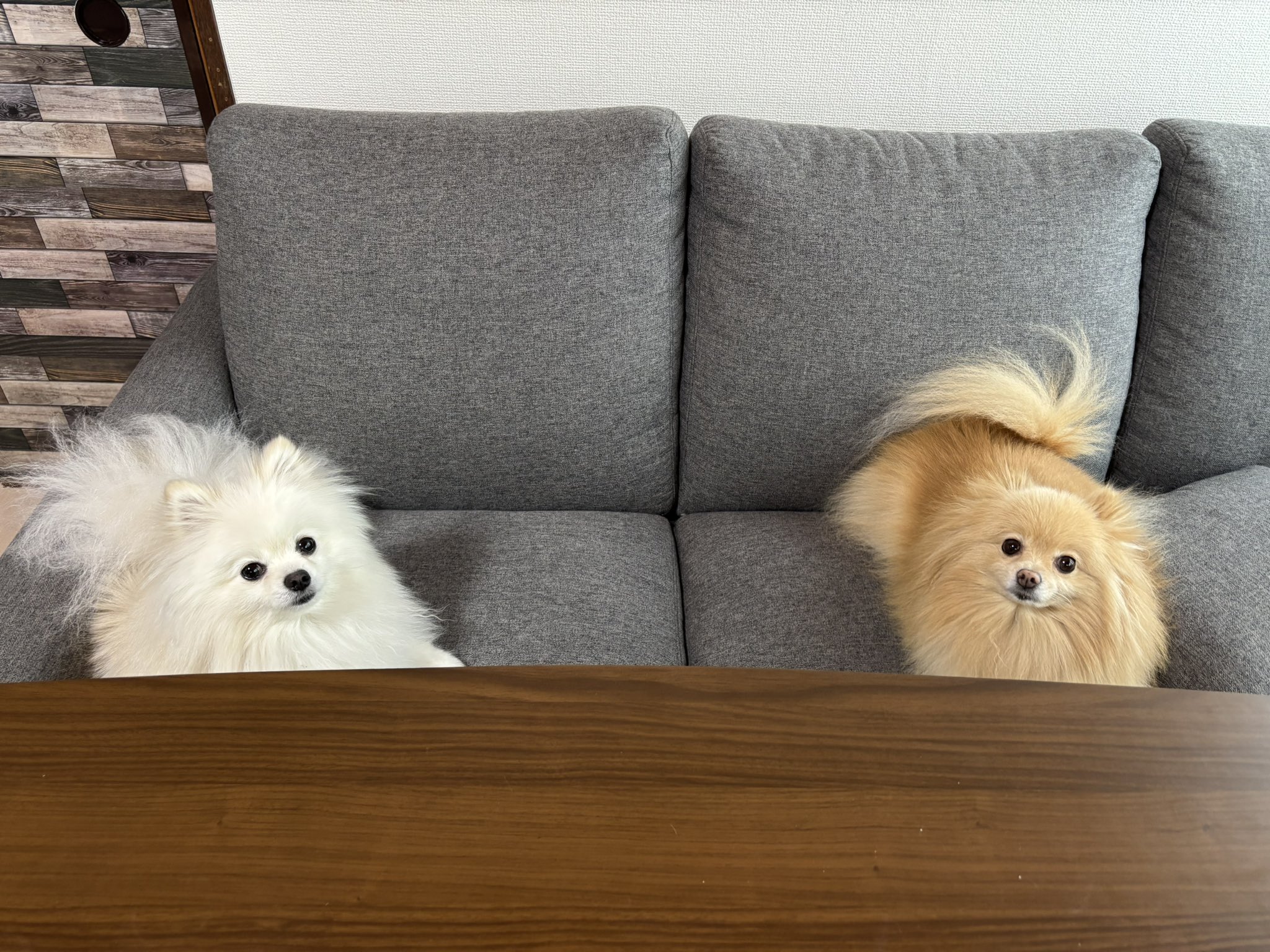 Guri様❤️オーダーページ⑤　ポメラニアン　エコバッグ他 あぐ(7)うに(2)🐾🐾 (@chirimenchaco) / X